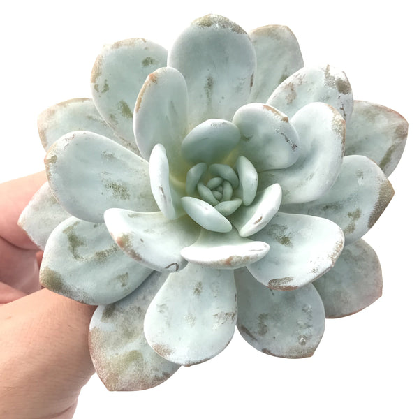 Echeveria 'Laui' 4" Succulent Plant