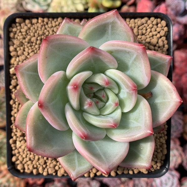 Echeveria Agavoides 'Shallot' 4" Succulent Plant