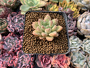 Echeveria 'McCol' 1" Succulent Plant