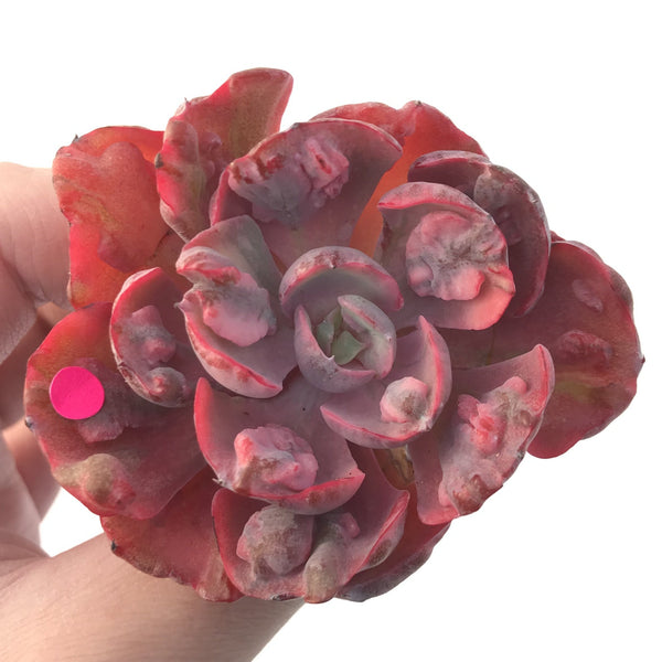 Echeveria 'Beyonce' Hearts Delight Variegated 3" Rare Succulent Plant