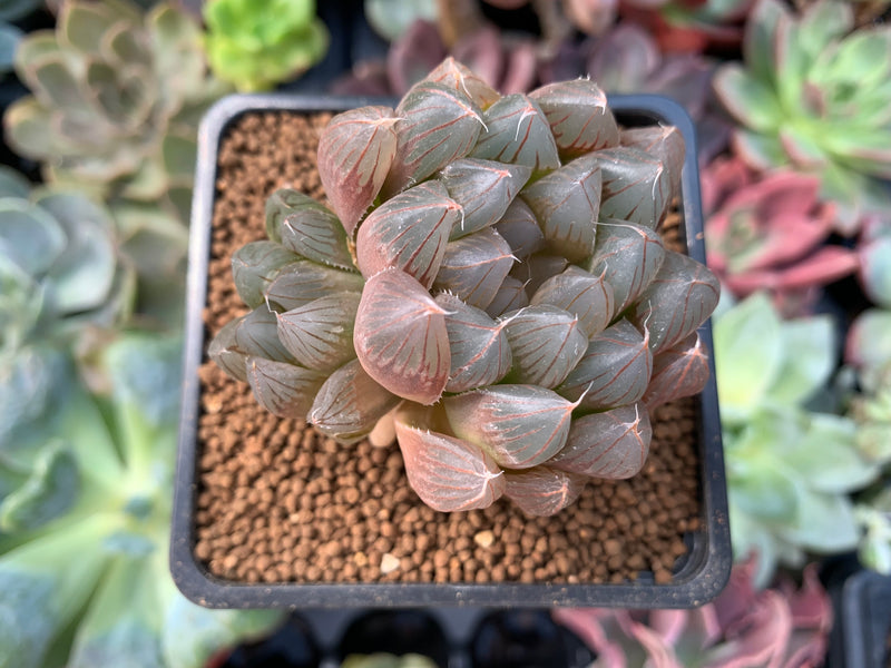 Haworthia Cymbiformis 'Black Obtusa' 2"-3" Succulent Plant