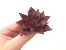 Echeveria Agavoides 'Luming' 2" Succulent Plant