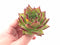 Echeveria Agavoides Ebony 3” Rare Succulent Plant