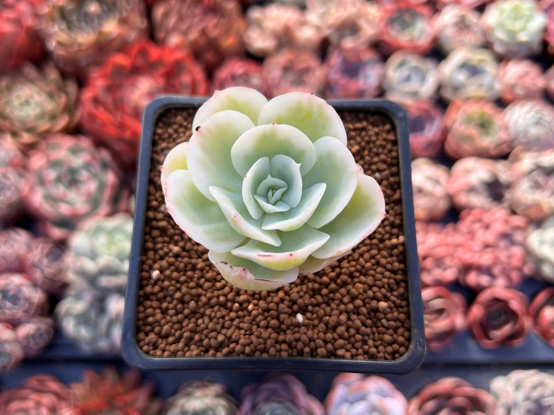 Echeveria 'Lemon Rose' Variegated 1" Succulent Plant