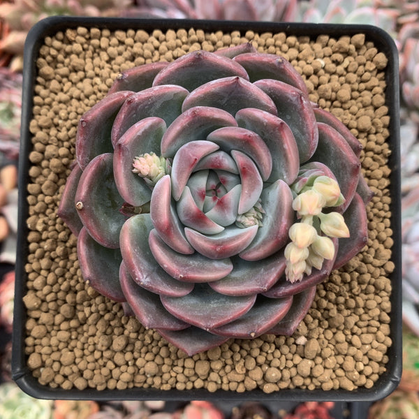 Echeveria 'Kerlean' 4" Succulent Plant