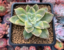 Graptoveria 'Harry Watson' Variegated 4" Succulent Plant