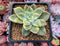 Graptoveria 'Harry Watson' Variegated 4" Succulent Plant