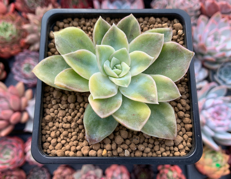 Graptoveria 'Harry Watson' Variegated 4" Succulent Plant