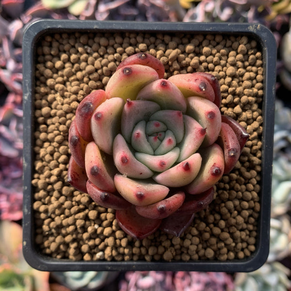 Echeveria Agavoides 'Honey Pink' 2" Succulent Plant