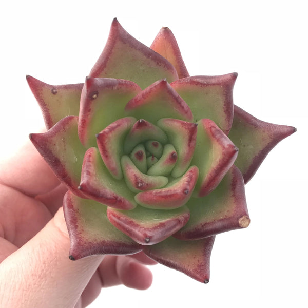 Echeveria Agavoides Ebony 3” Rare Succulent Plant