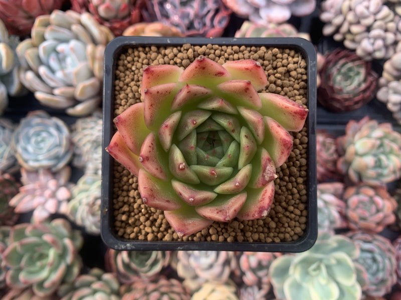 Echeveria Agavoides 'Elizabeth' 2" Succulent Plant