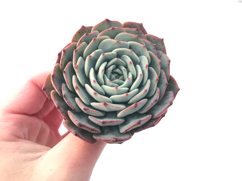 Echeveria 'Redmoon' 3"-4" Powdery Succulent Plant