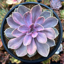 Echeveria 'Perle von Nurnberg' Variegated 3"-4" Succulent Plant