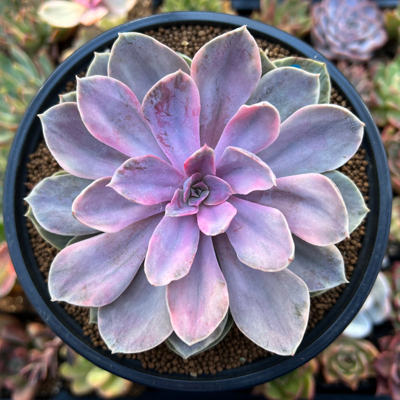 Echeveria 'Perle von Nurnberg' Variegated 3"-4" Succulent Plant