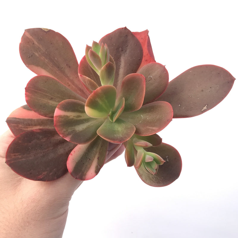 Echeveria 'Primadonna' Variegated 3" Succulent Plant