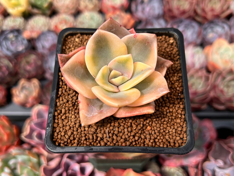 Graptopetalum 'Bainesii' Variegated 2" Succulent Plant