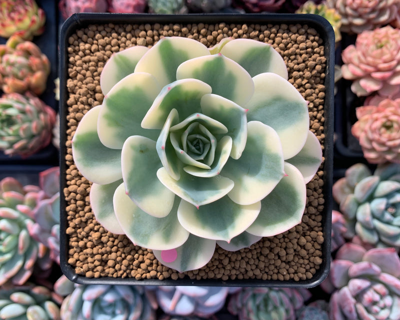 Echeveria 'Compton Carousel' Variegated 4" Succulent Plant