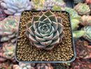 Echeveria 'Helena' Hybrid 1" Succulent Plant