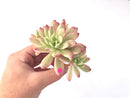 Echeveria 'Minibelle' Variegated Cluster 3"-4" Succulent Plant