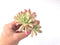 Echeveria 'Minibelle' Variegated Cluster 3"-4" Succulent Plant