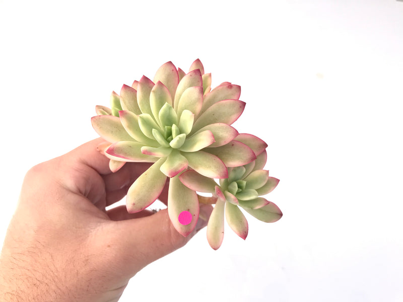 Echeveria 'Minibelle' Variegated Cluster 3"-4" Succulent Plant