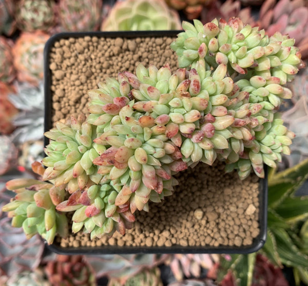 Graptosedum 'Little Beauty' 4" Cluster Succulent Plant