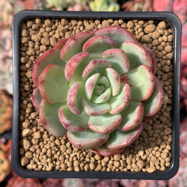 Echeveria 'Hongye' 2" Succulent Plant