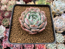 Echeveria 'Horizon' 2"-3" Succulent Plant