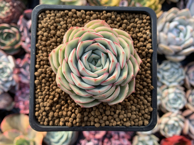 Echeveria 'Esther' 2"-3" Succulent Plant