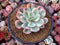 Echeveria 'Secunda' Variegated 4” Rare Succulent Plant