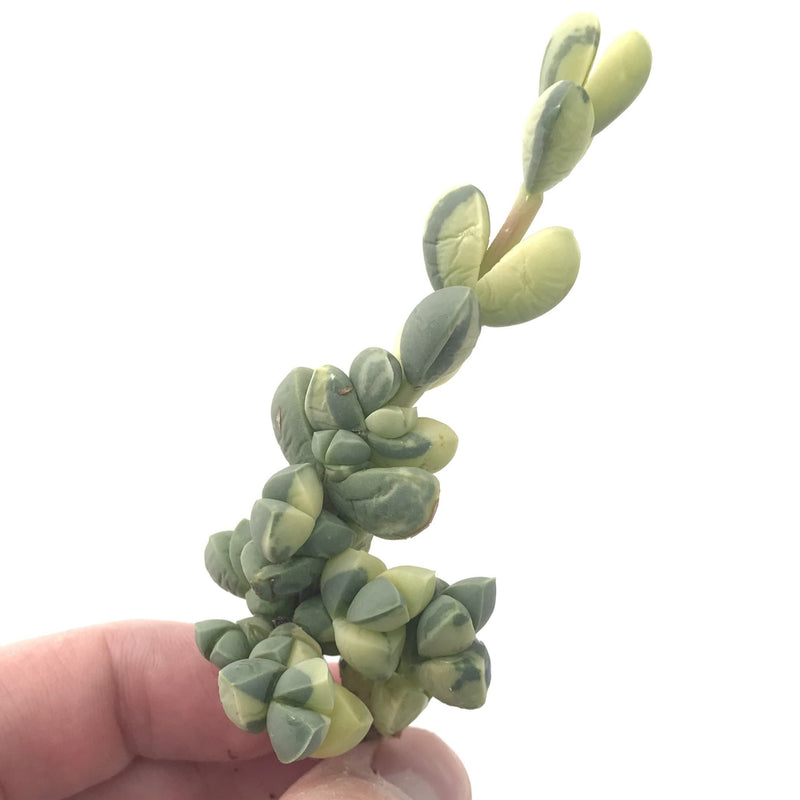 Corpuscalaria 'Lehmanii' Variegated 2" Rare Succulent Plant