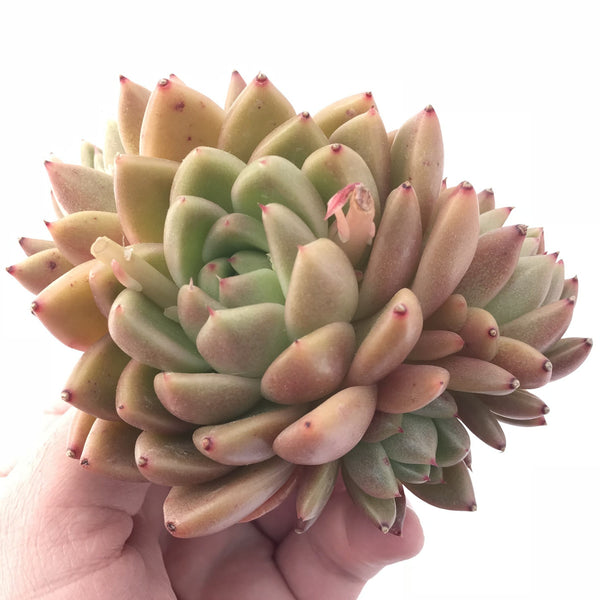 Echeveria Agavoides ‘Wax Cluster 3” Rare Succulent Plant