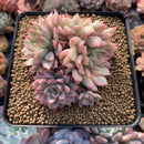 Echeveria 'Mebina' Variegated 4" Cluster Succulent Plant