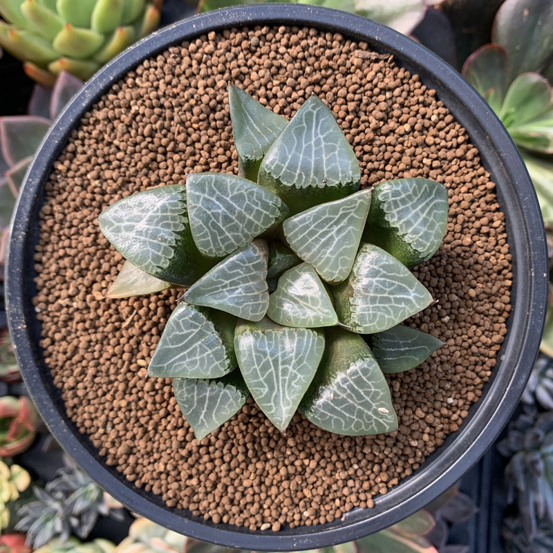 Haworthia 'Comptoniana' Hybrid 3" Succulent Plant