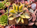 Graptoveria 'Fred Ives' Variegated 2" Succulent Plant