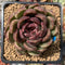 Echeveria Agavoides 'Black Rose' 2"-3" Succulent Plant