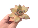 Echeveria 'German Champaign' 3" Succulent Plant