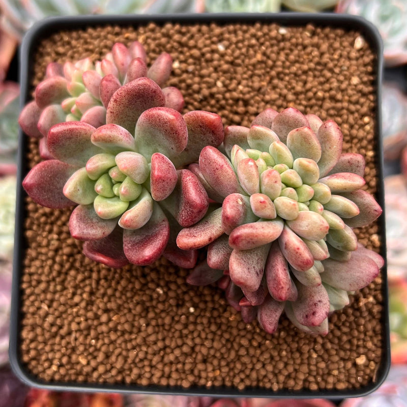 Pachyveria 'Paradoxa' Crested 3" Succulent Plant