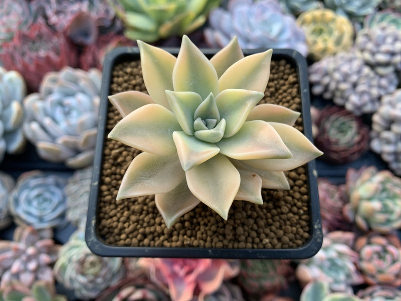 Graptopetalum 'Paraguayense' Variegated 2" Succulent Plant