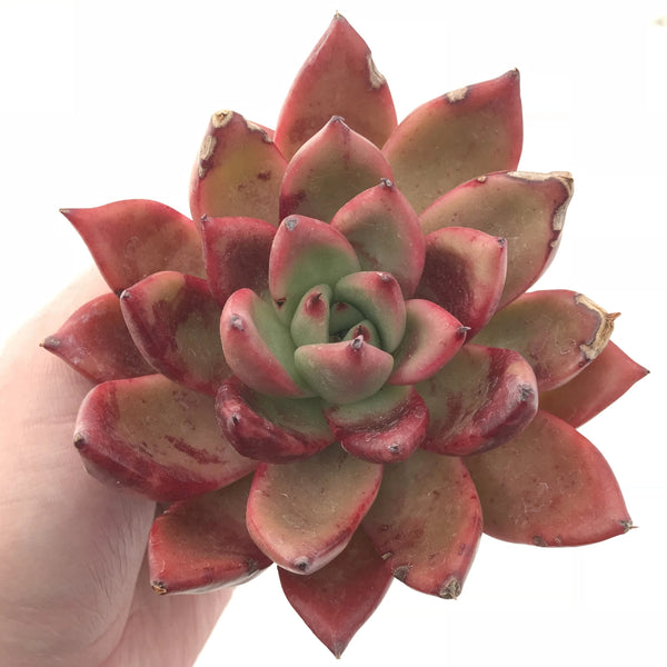 Echeveria Agavoides Redmond Hybrid 5” Specimen Rare Succulent Plant