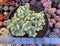 Cotyledon Tomentosa ‘Bear Paw’ Variegated 6" Cluster Succulent Plant