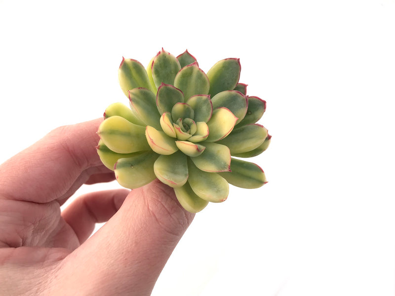 Echeveria 'Pulidonis' Variegated 2" Succulent Plant