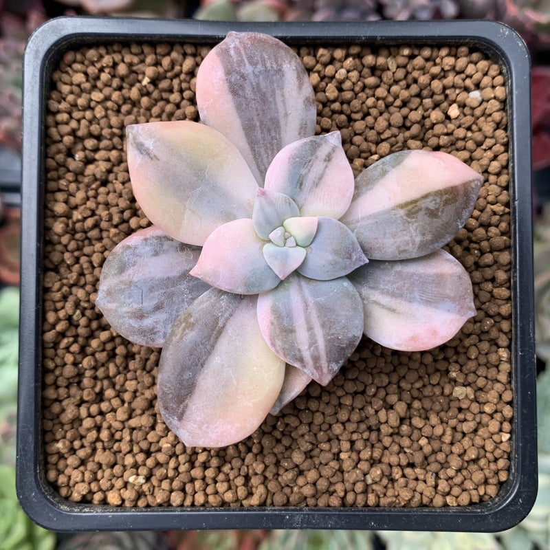 Quetzalcoatlia 'Pentandra Superba' Variegated 2" Succulent Plant (Formerly Graptopetalum 'Pentandrum Superbum' Variegated)