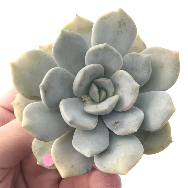 Echeveria 'Tiramisu' 3" Powdery Succulent Plant