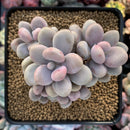 Graptopetalum 'Amethystinum' 4" Cluster Succulent Plant