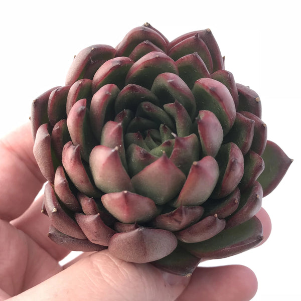 Echeveria Agavoides Sp 3” Rare Succulent Plant