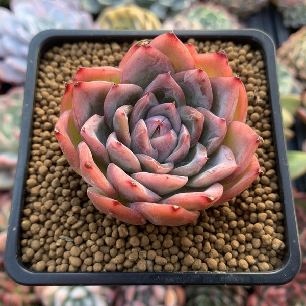 Echeveria sp. 2" Succulent Plant