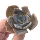 Echeveria 'Bambino' 2" Powdery Succulent Plant