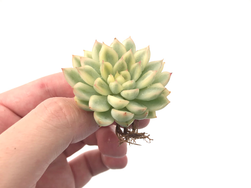 Echeveria 'Mebina' Variegated 1" Succulent Plant