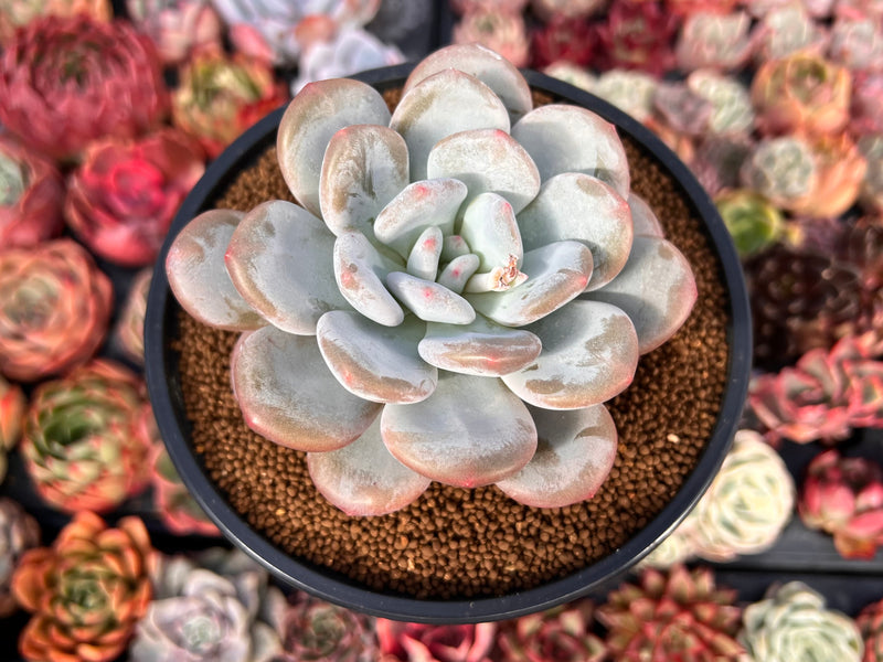 Pachyveria 'Pearlberry' 4" Succulent Plant